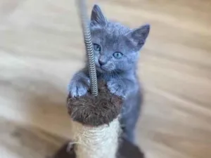 Gato raça Srd idade 2 a 6 meses nome Princesa Ariel