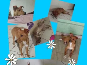 Cachorro raça Vira lata idade 2 a 6 meses nome Zoe