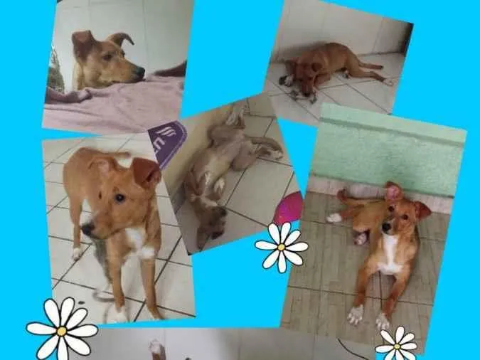 Cachorro ra a Vira lata idade 2 a 6 meses nome Zoe