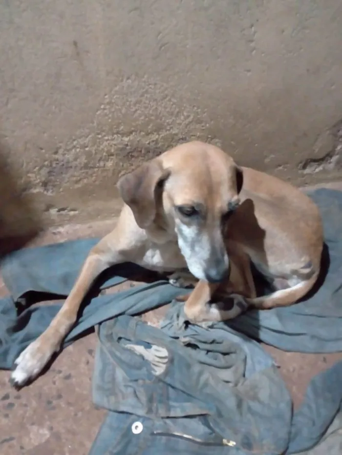 Cachorro ra a SRD-ViraLata idade 6 ou mais anos nome Suzy