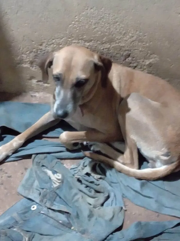 Cachorro ra a SRD-ViraLata idade 6 ou mais anos nome Suzy