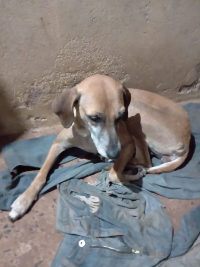 Cachorro ra a SRD-ViraLata idade 6 ou mais anos nome Suzy
