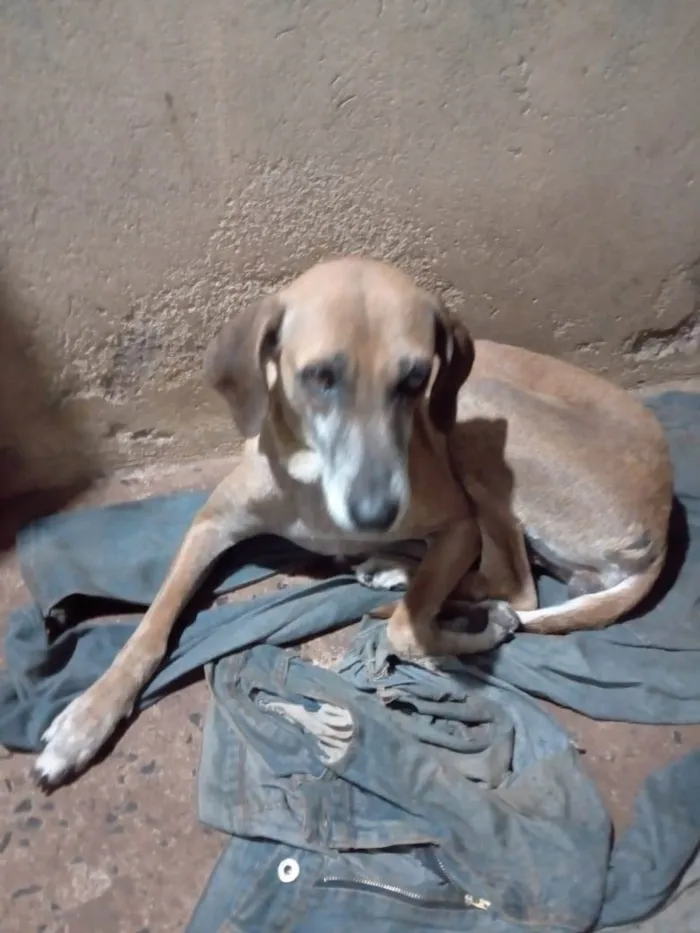 Cachorro ra a SRD-ViraLata idade 6 ou mais anos nome Suzy