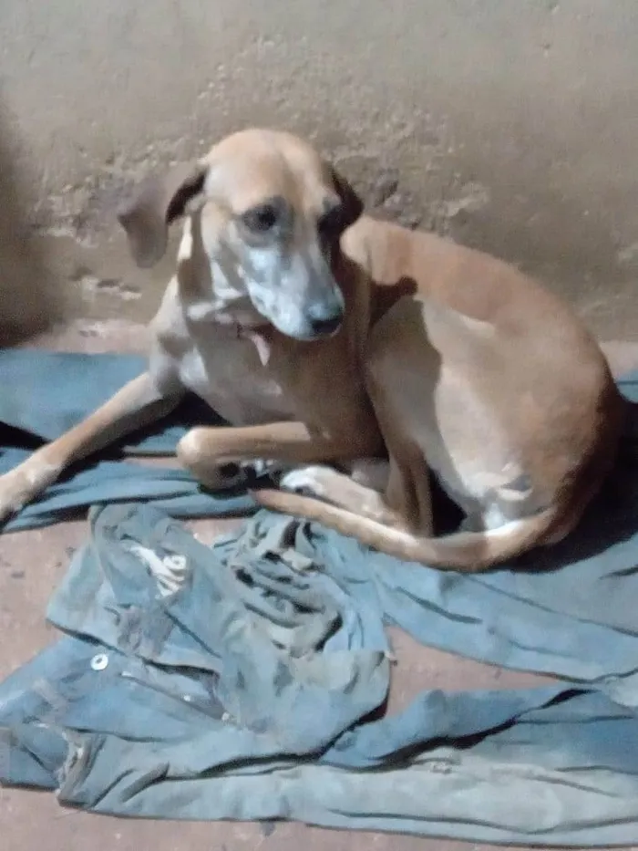 Cachorro ra a SRD-ViraLata idade 6 ou mais anos nome Suzy