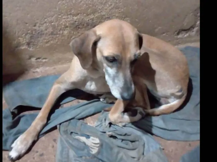 Cachorro ra a SRD-ViraLata idade 6 ou mais anos nome Suzy