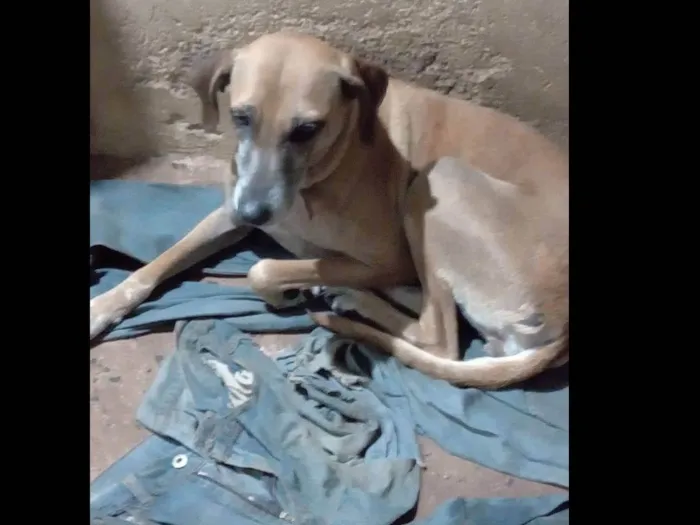 Cachorro ra a SRD-ViraLata idade 6 ou mais anos nome Suzy