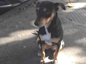 Cachorro raça SRD-ViraLata idade 1 ano nome Mel