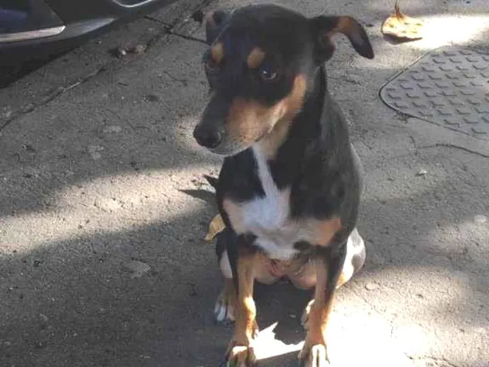 Cachorro ra a SRD-ViraLata idade 1 ano nome Mel