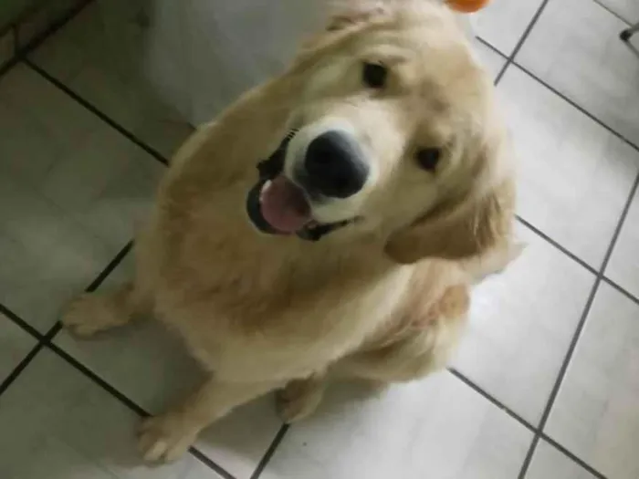 Cachorro ra a Golden Retriever idade 2 anos nome Thor