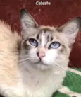 Gato raça Siamista idade 2 a 6 meses nome Celeste