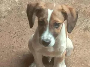 Cachorro raça SRD-ViraLata idade 2 a 6 meses nome A escolher