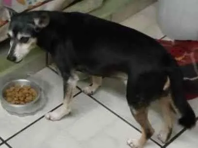 Cachorro ra a SRD-ViraLata idade 6 ou mais anos nome Madruga