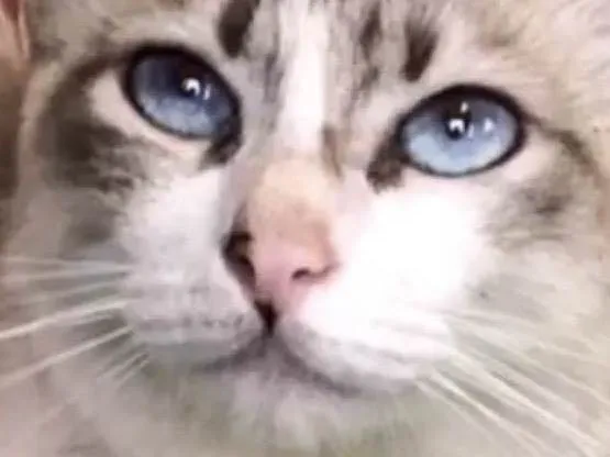 Gato raça Siamista idade 2 a 6 meses nome Celeste