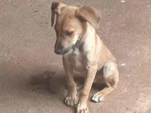 Cachorro raça SRD-ViraLata idade 2 a 6 meses nome Nome a escolher