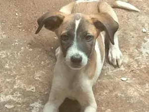 Cachorro raça SRD-ViraLata idade 2 a 6 meses nome Nome a escolher