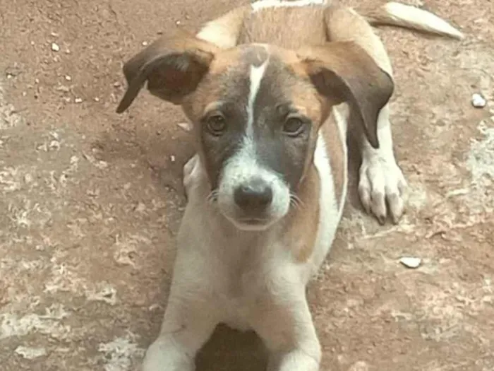 Cachorro ra a SRD-ViraLata idade 2 a 6 meses nome Nome a escolher