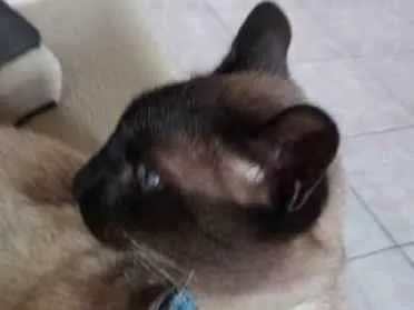 Gato raça Siamês idade 1 ano nome Lindinho