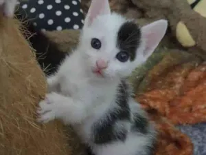 Gato raça Srd idade 2 a 6 meses nome 3 irmaos