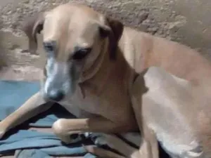 Cachorro raça SRD-ViraLata idade 6 ou mais anos nome Suzy