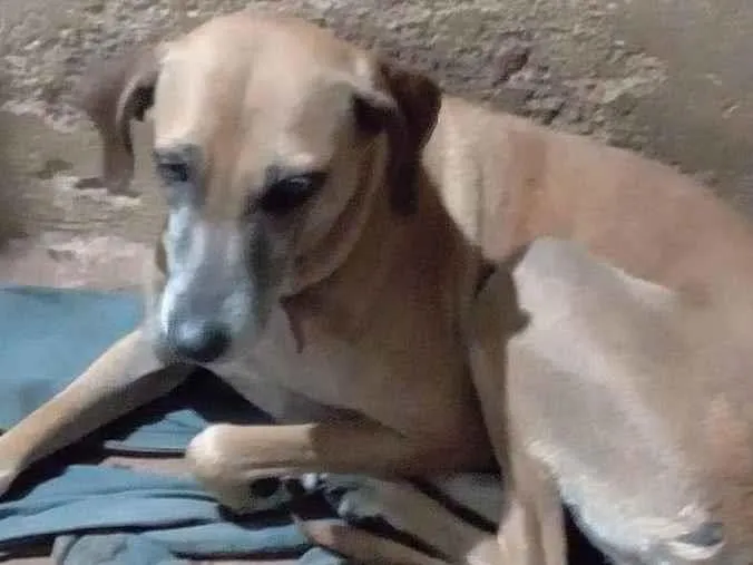 Cachorro ra a SRD-ViraLata idade 6 ou mais anos nome Suzy