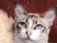 Gato raça Siamista idade 2 a 6 meses nome Celeste