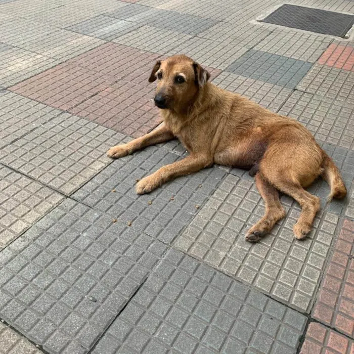 Cachorro ra a SRD-ViraLata idade 6 ou mais anos nome Rabujento 