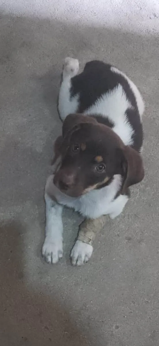 Cachorro ra a SRD-ViraLata idade 2 a 6 meses nome Lena