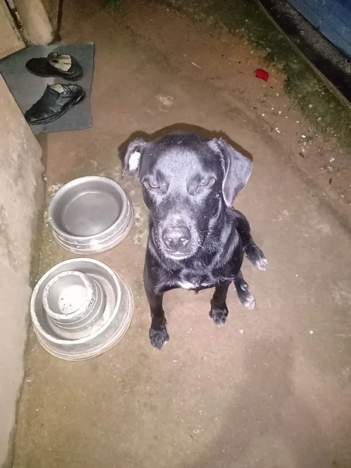 Cachorro ra a Labrador idade 2 anos nome Kim