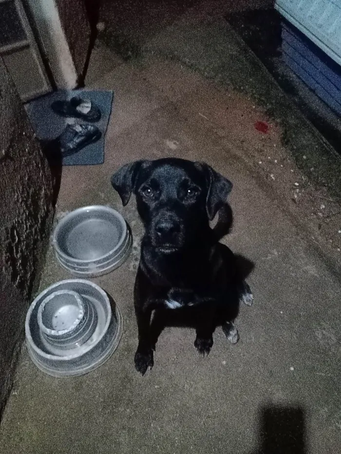 Cachorro ra a Labrador idade 2 anos nome Kim