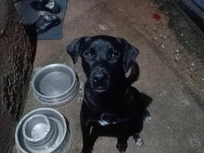 Cachorro ra a Labrador idade 2 anos nome Kim