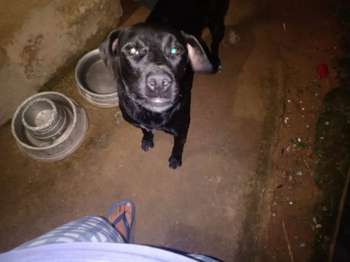 Cachorro ra a Labrador idade 2 anos nome Kim