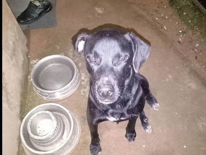 Cachorro ra a Labrador idade 2 anos nome Kim