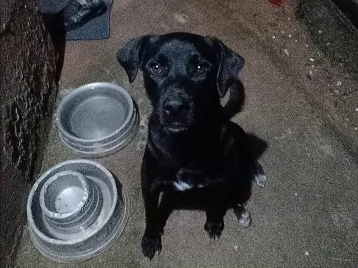 Cachorro ra a Labrador idade 2 anos nome Kim