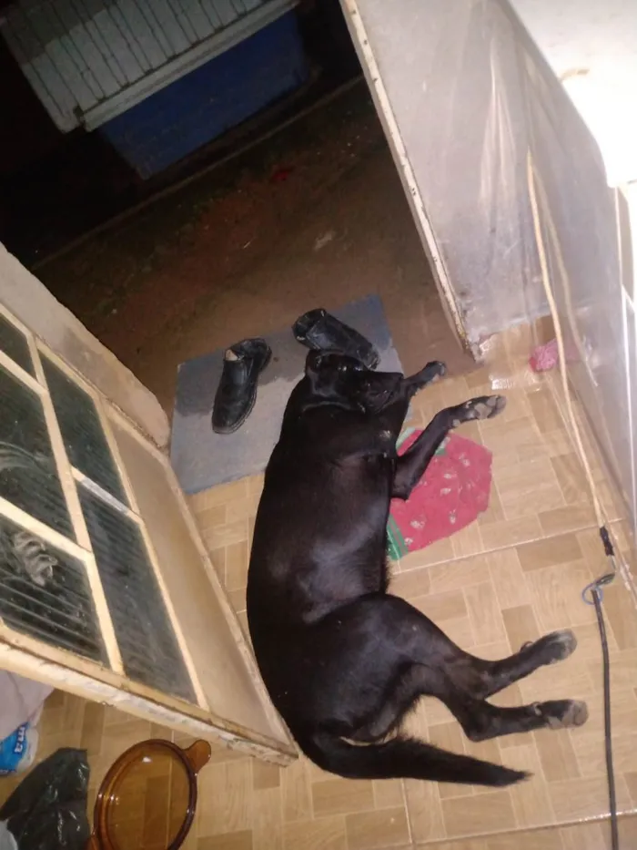 Cachorro ra a Labrador idade 2 anos nome Kim