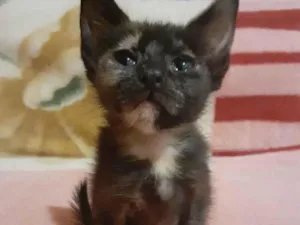 Gato raça SRD-ViraLata idade Abaixo de 2 meses nome Duda