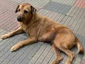 Cachorro raça SRD-ViraLata idade 6 ou mais anos nome Rabujento 