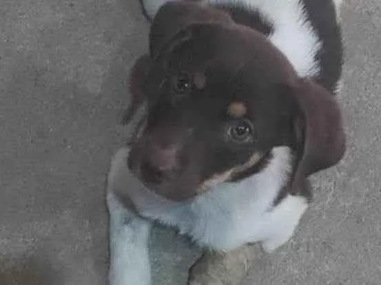 Cachorro ra a SRD-ViraLata idade 2 a 6 meses nome Lena
