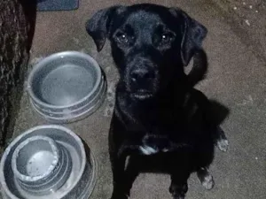 Cachorro raça Labrador idade 2 anos nome Kim