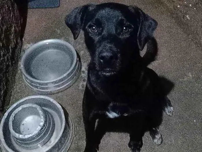 Cachorro ra a Labrador idade 2 anos nome Kim