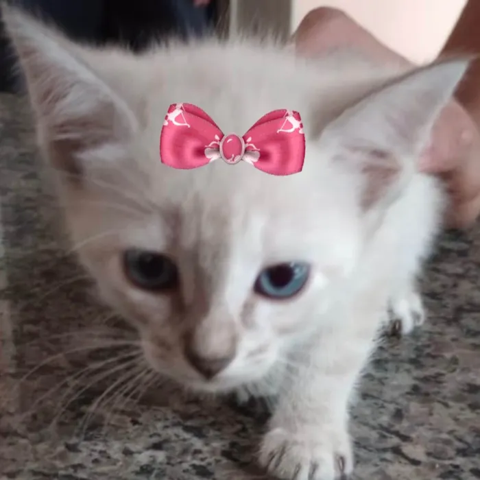 Gato ra a Mestica  idade 2 a 6 meses nome Lua 