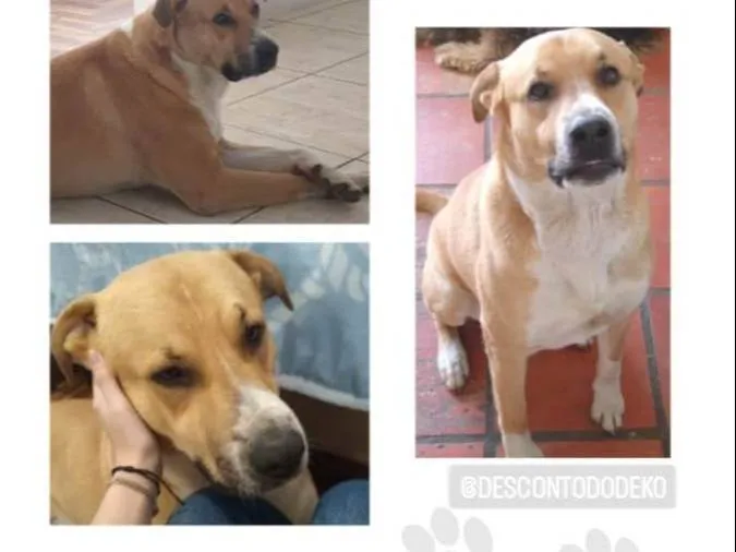 Cachorro ra a SRD-ViraLata idade 4 anos nome GRATIFICA - Tob