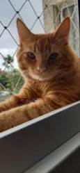 Janjão