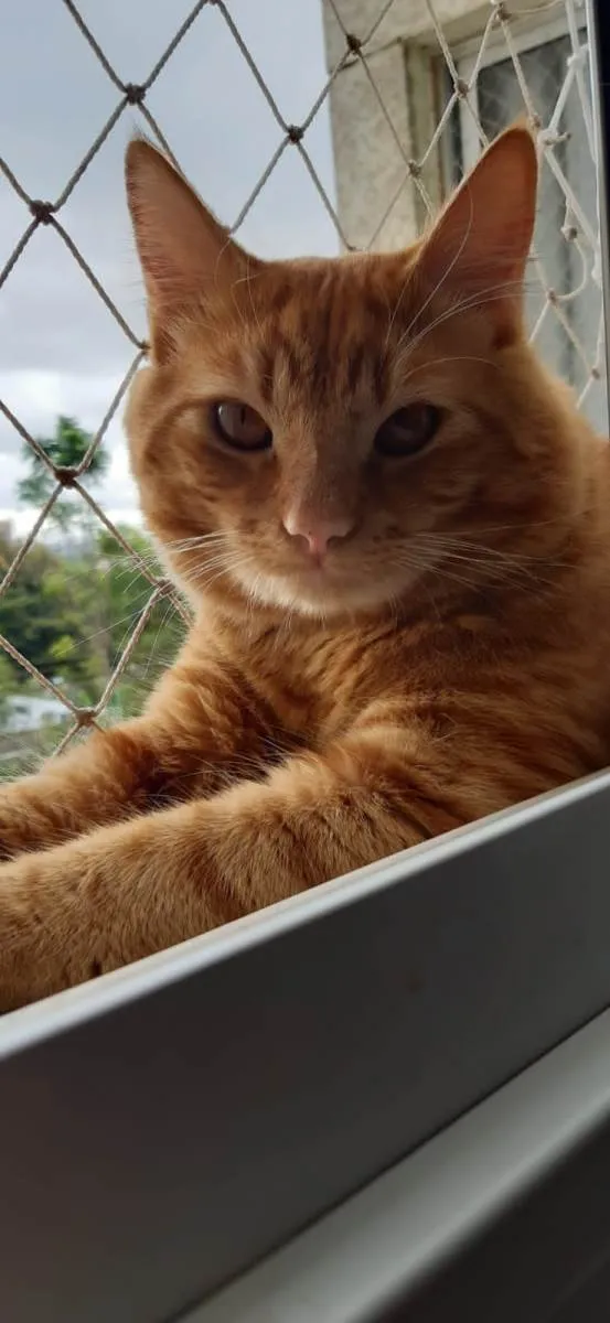 Gato ra a SRD-ViraLata idade 2 anos nome Janjão