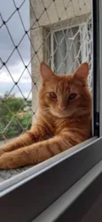 Janjão