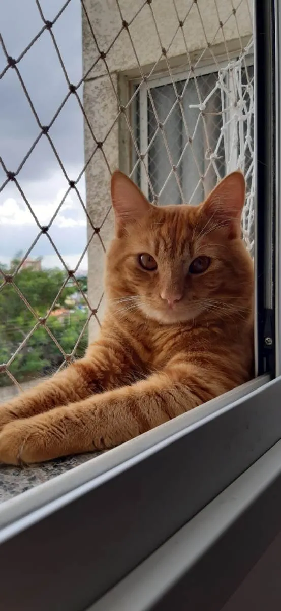Gato ra a SRD-ViraLata idade 2 anos nome Janjão