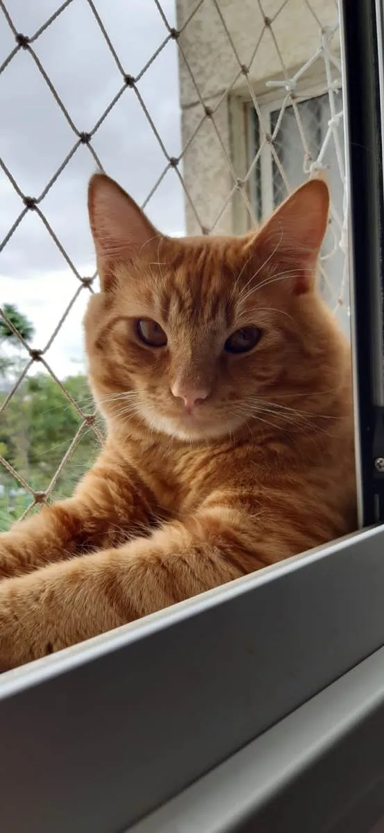 Gato ra a SRD-ViraLata idade 2 anos nome Janjão