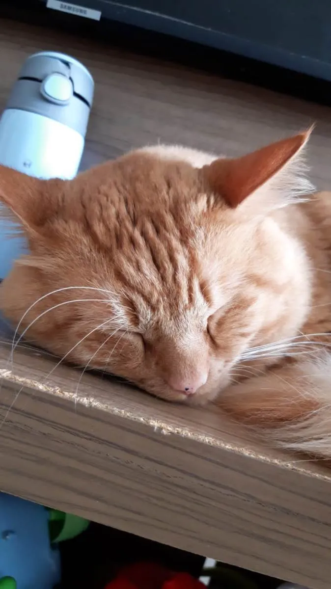 Gato ra a SRD-ViraLata idade 2 anos nome Janjão