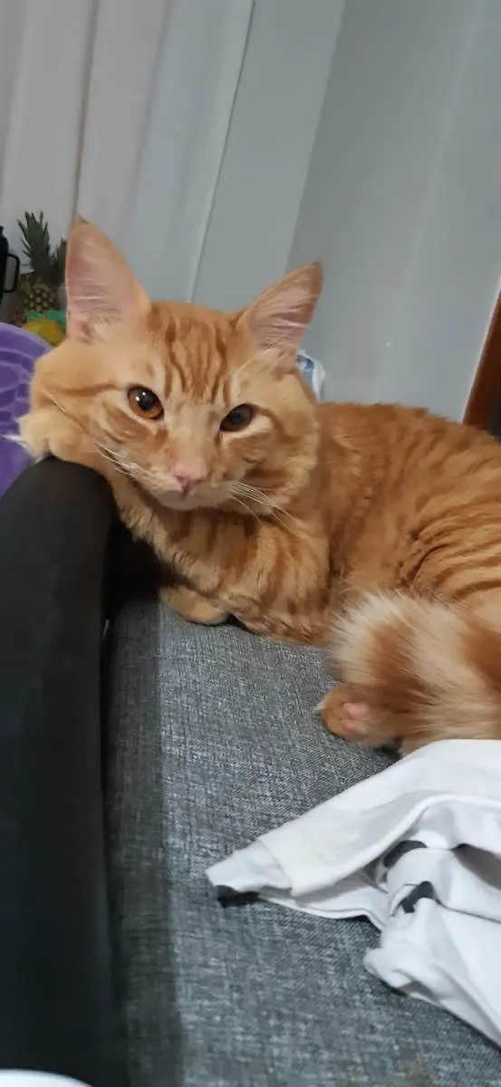 Gato ra a SRD-ViraLata idade 2 anos nome Janjão