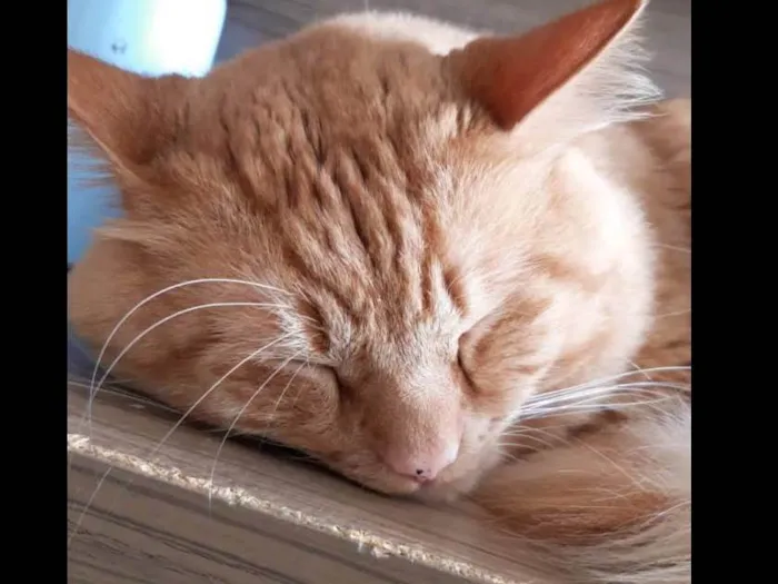 Gato ra a SRD-ViraLata idade 2 anos nome Janjão