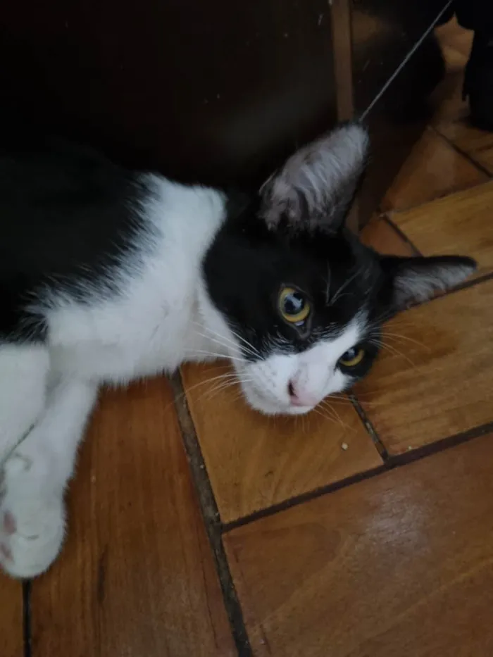 Gato ra a SRD-ViraLata idade 2 a 6 meses nome Frajola Xuxu 